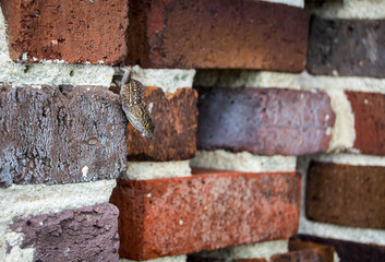 Lizard hanging on brick wall