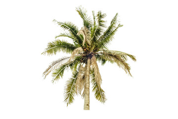 Coconut tree on isolated white background and clipping path