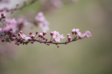 Obraz premium almonds tree flowes on a twing bee blured background in spring season day