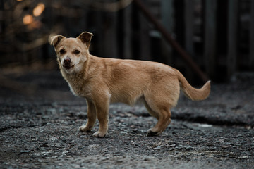 Abandoned or caged dog looking for a forever home