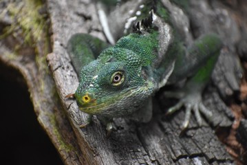 A Fijian crested iguaana (Brachylophus vitiensis) on a log.