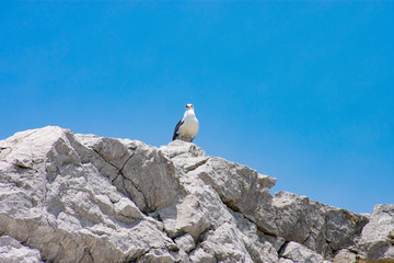 白崎海岸のウミネコ