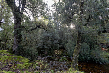 Ancient forest near Cradle Mountain