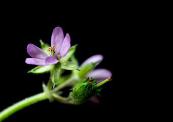 pink flower on black background