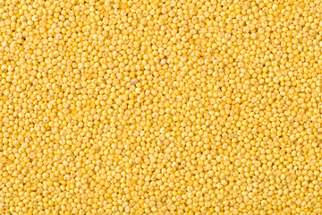 Millet yellow background