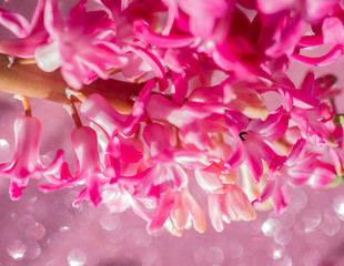 pink blooming hyacinth on a pink background. spring flowers. flowers for the wedding. thickets of pink flowers in the bright sun in the summer garden