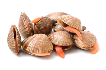 Clams on white background