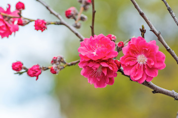 Beautiful pink and white peach blossoms during spring time with branches