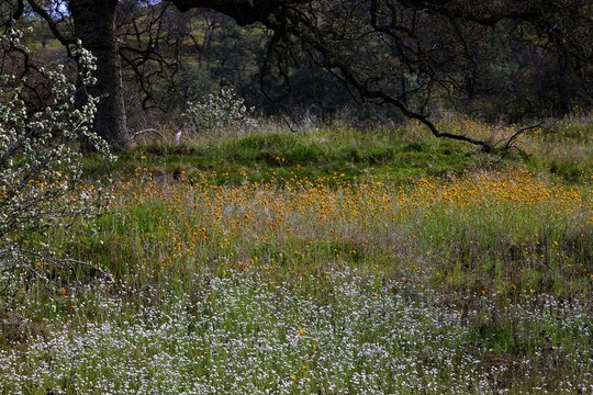 an early blooming field of wildflowers near fresno, california