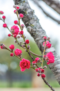 Beautiful pink and white peach blossoms during spring time with branches