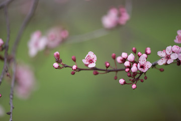 Fototapeta na wymiar almonds tree flowes on a twing bee blured background in spring season day