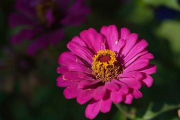 bee on flower