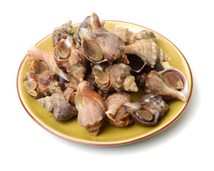 live conch on white background