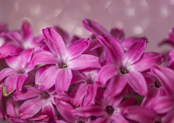 macrophthography of pink blooming hyacinth on an pink background. spring flowers. flowers for the wedding. thickets of pink flowers in the bright sun in the summer garden	