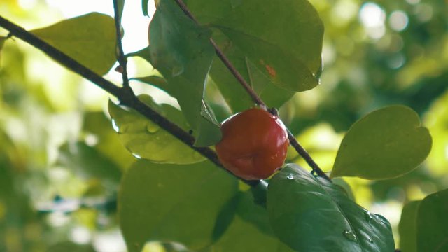 Red acerola on the tree