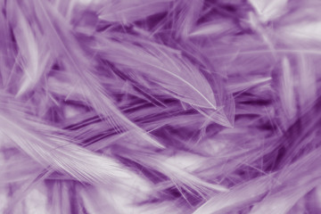 Beautiful abstract colorful gray and purple feathers on white background and soft white feather texture on white pattern and purple background, colorful feather, purple banners