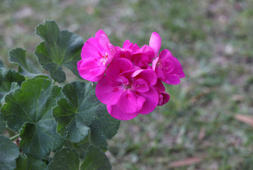 Geranium