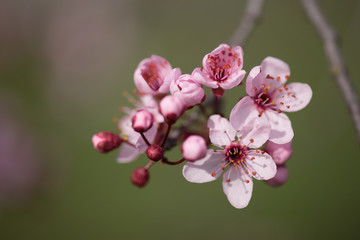 almonds tree  flowes on a twing bee blured background in spring season day