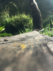 wooden picture with a blur background of grass 