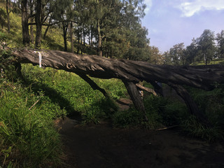 Naklejka premium a tree collapsed blockig the road to savanna mountain lawu central java
