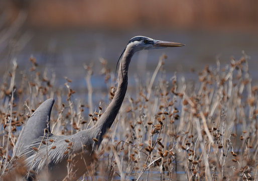 A Great Blue Heron wades in the shallow waters of Willow Creek Reservoir in Prescott, Arizona