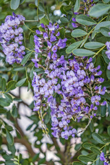 Purple wisteria cluster blooms flower in southern USA gardens in springtime