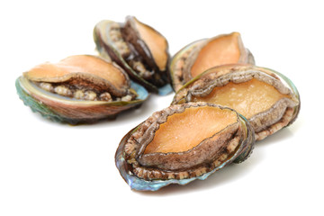 Raw abalones on the white background 