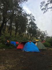 Camping Outdoors with views of pine trees and green grass in mount lawu central java