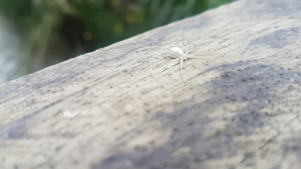 White small spider in wood