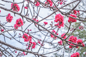 Pink and white peach blossoms on roadside in spring