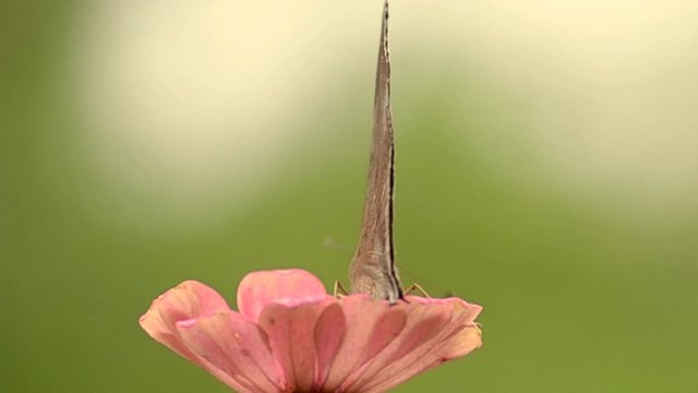 butterfly and pink flower on green background