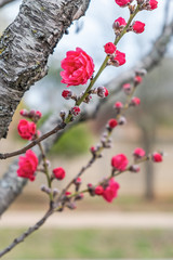 Pink and white peach blossoms on roadside in spring