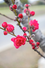 Fototapeta na wymiar Pink and white peach blossoms on roadside in spring