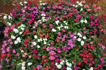 Fototapeta premium flowers in the gardenThe background
