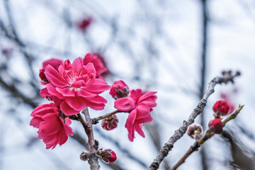 Pink and white peach blossoms on roadside in spring