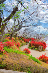 飛鳥山公園の桜　日本、東京都北区
