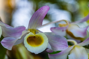 Dendrobium nobile Lindl., Beautiful rare wild orchids in tropical forest of Thailand.
