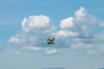 鳩は飛んでいく