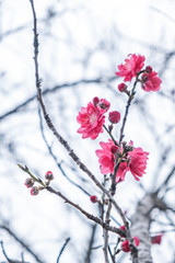 Pink and white peach blossoms on roadside in spring