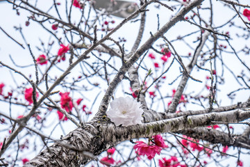 Pink and white peach blossoms on roadside in spring