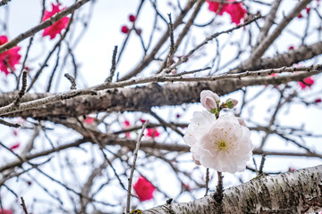 Beautiful pink and white peach blossoms during spring time with branches