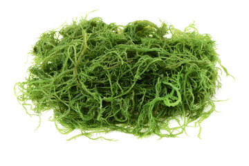 Laminaria (Kelp) Seaweed Isolated on White Background