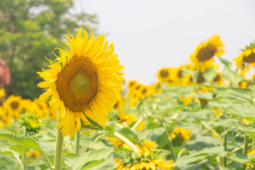 Obraz premium sunflower, sunflower garden , flower