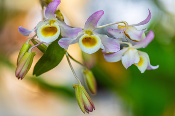 Dendrobium nobile Lindl., Beautiful rare wild orchids in tropical forest of Thailand.