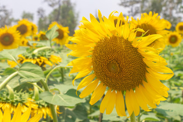 Obraz premium sunflower, sunflower garden , flower
