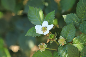 Blackberry flower in agriculture farm garden 