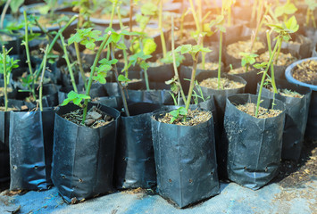 Fototapeta premium grafting tree trunk in plastic bag pot 