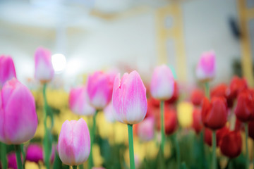 Pink tulip with beautiful.