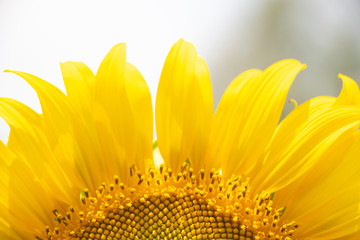 Sunflower. Bright sunny flower on the field. Sunflower seeds.Sunflower Closeup