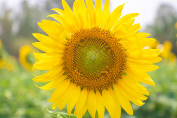 Sunflower. Bright sunny flower on the field. Sunflower seeds.Sunflower Closeup